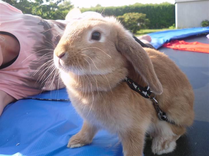 Kanin Gucci billede 4