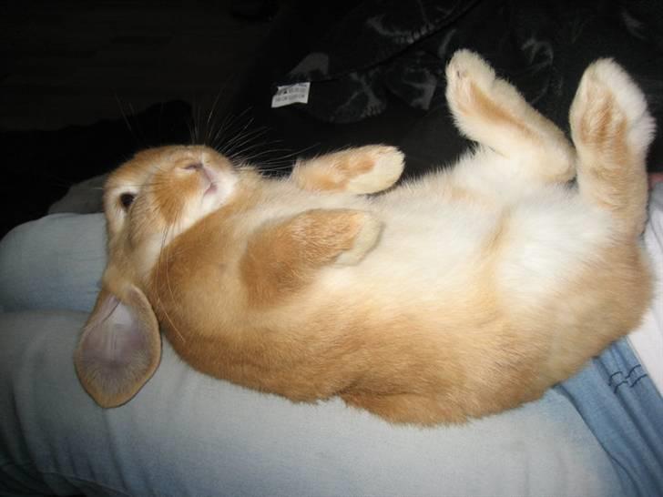 Kanin Gucci billede 5