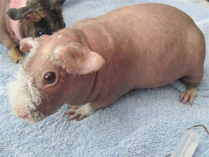 Marsvin Guffy billede 1