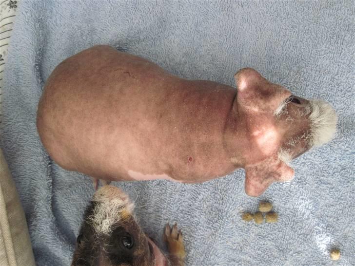 Marsvin Guffy billede 2