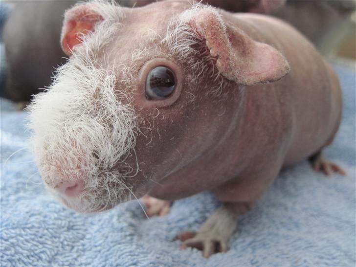 Marsvin Guffy billede 3