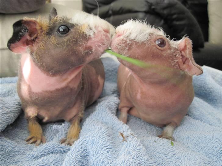 Marsvin Guffy - Trille og guffi... loooove! <3 billede 4