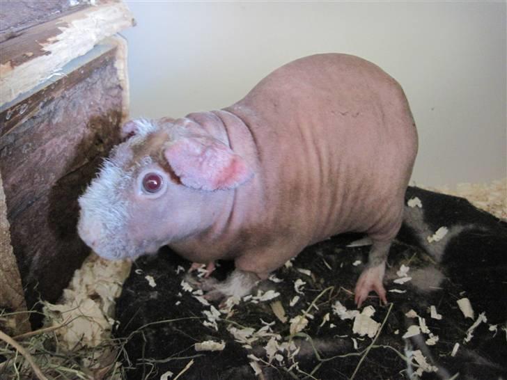 Marsvin Guffy billede 5