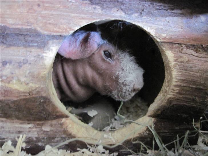 Marsvin Guffy billede 6