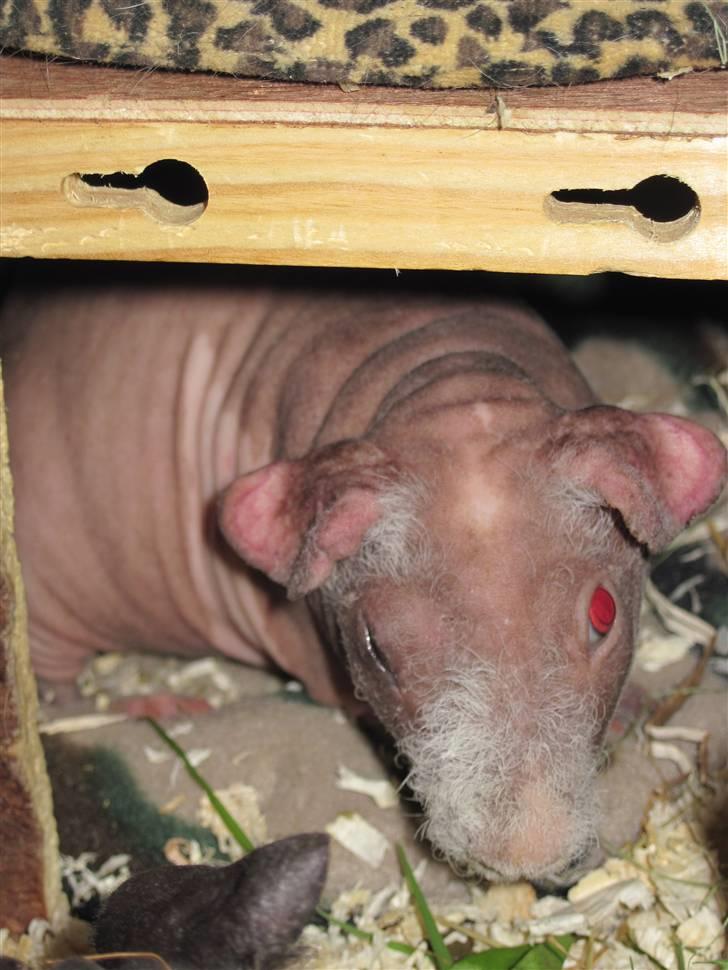 Marsvin Guffy billede 7