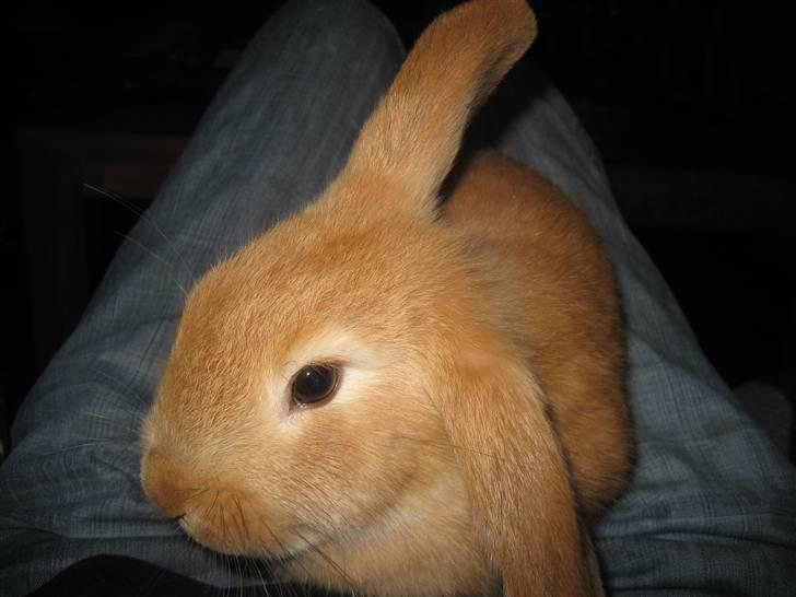 Kanin Gucci billede 6