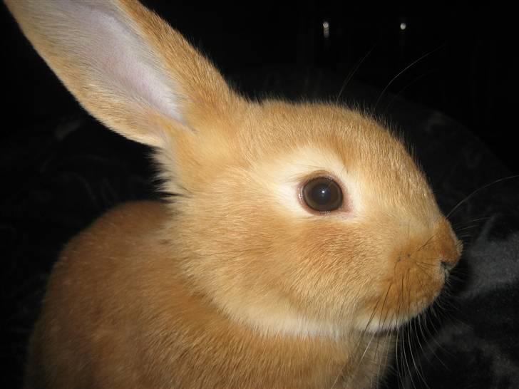 Kanin Gucci billede 7