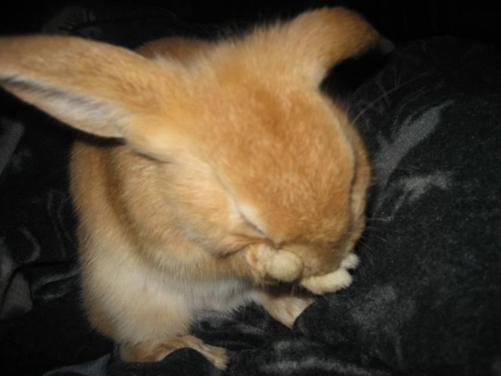 Kanin Gucci - gucci gør sig ren billede 8