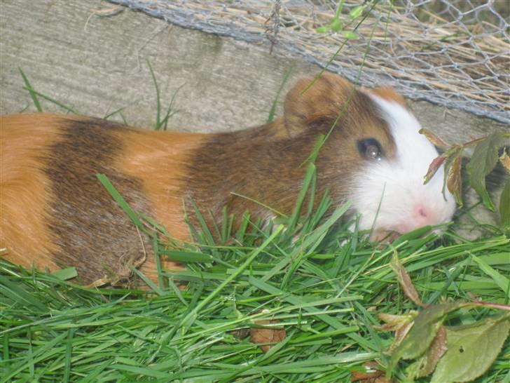 Marsvin Thonado( skatten) billede 1