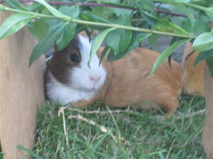 Marsvin Thonado( skatten) billede 3