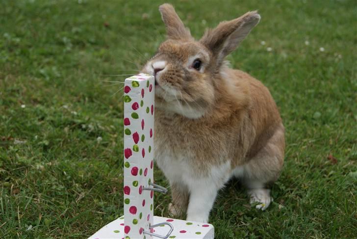 Kanin Lille-Skid R.I.P <3 billede 7