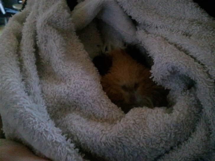 Marsvin Tamaya - Jeg putter smig i det dejlige varme håndklæde efter et bad billede 13