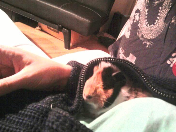 Marsvin Tamaya - en rigtig puttetrold billede 14