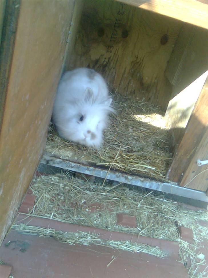 Kanin Snupti billede 6