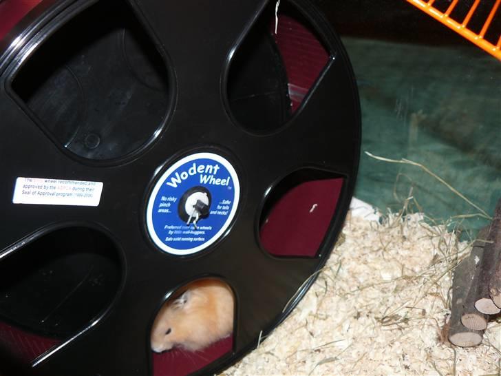 Hamster Jay (Elmo) R.I.P. billede 4