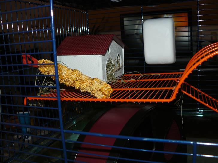 Hamster Jay (Elmo) R.I.P. billede 5