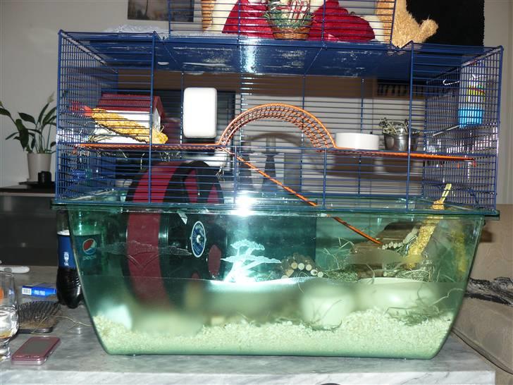 Hamster Jay (Elmo) R.I.P. billede 6