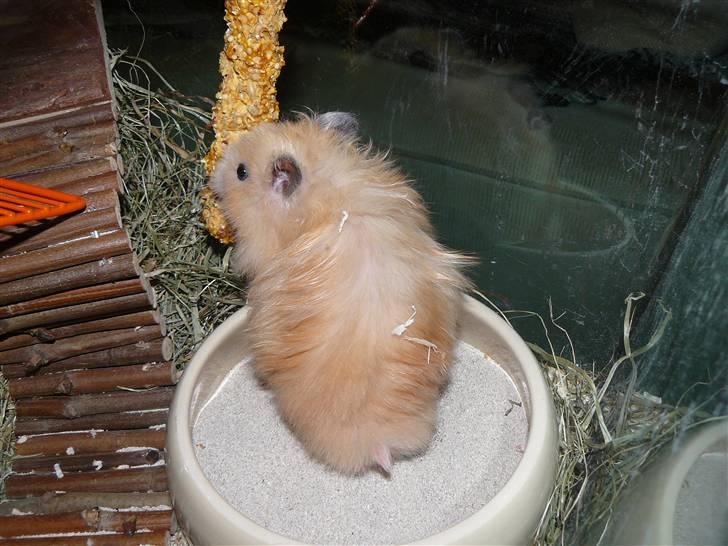 Hamster Jay (Elmo) R.I.P. billede 7