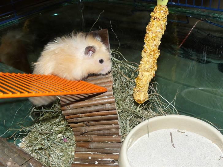 Hamster Jay (Elmo) R.I.P. billede 8
