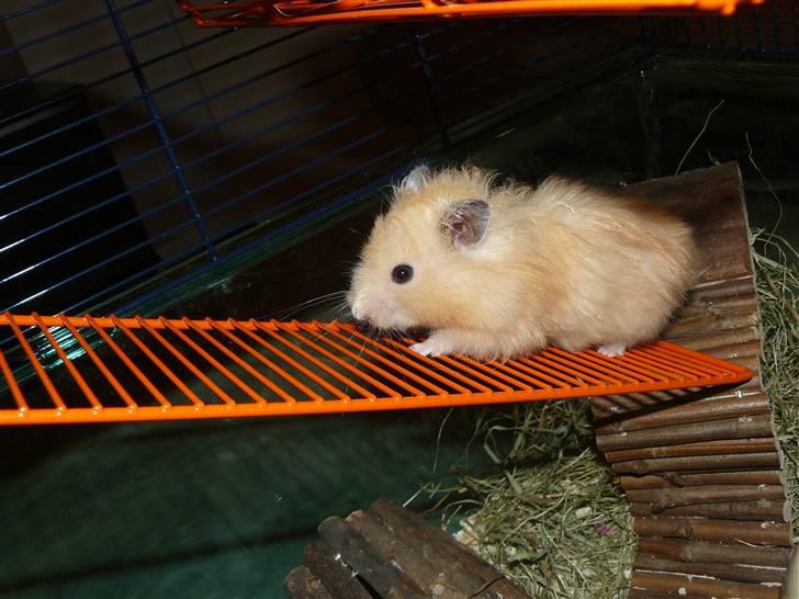 Hamster Jay (Elmo) R.I.P. billede 9