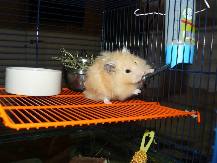 Hamster Jay (Elmo) R.I.P. billede 10