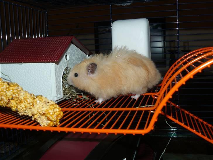 Hamster Jay (Elmo) R.I.P. billede 11
