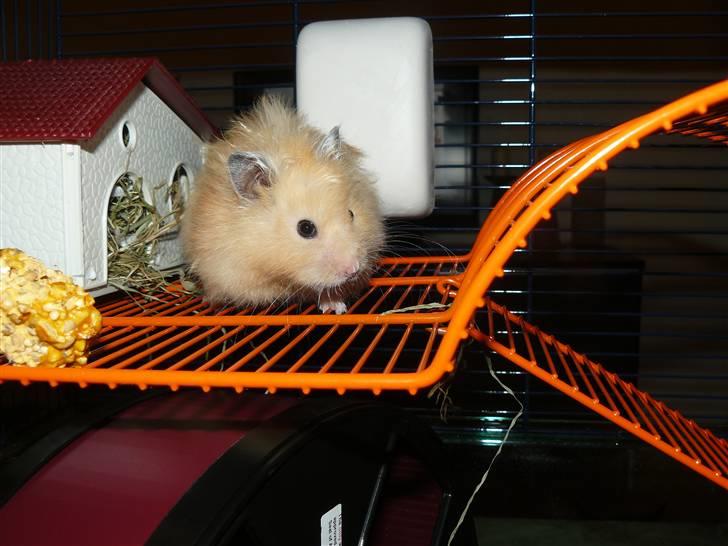 Hamster Jay (Elmo) R.I.P. billede 12