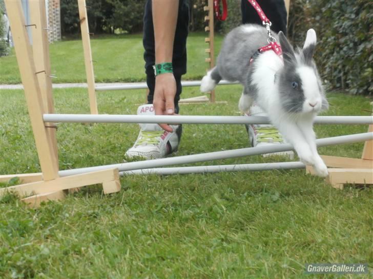 Kanin Snip |DØD:'C| billede 9