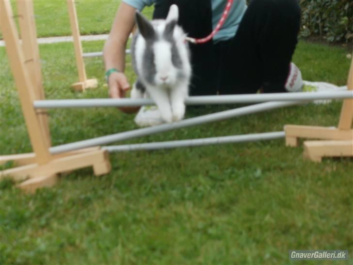 Kanin Snip |DØD:'C| billede 10