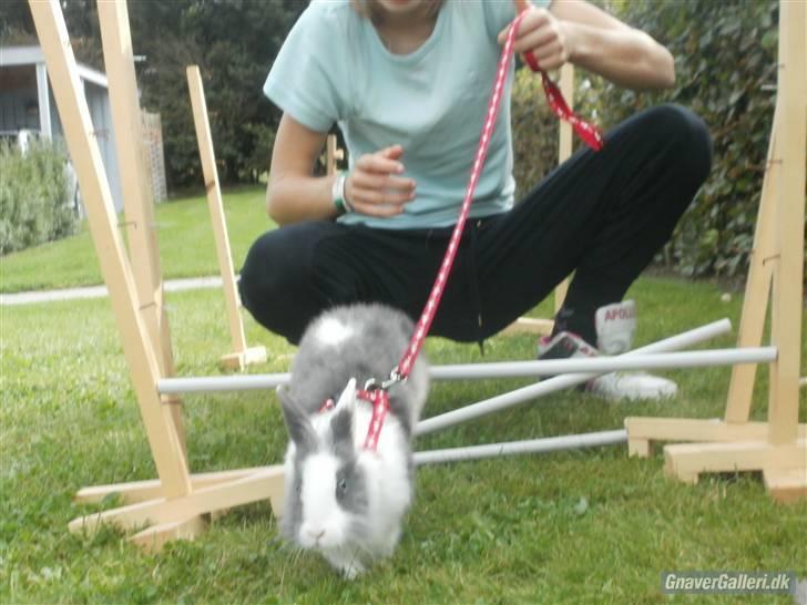 Kanin Snip |DØD:'C| billede 11