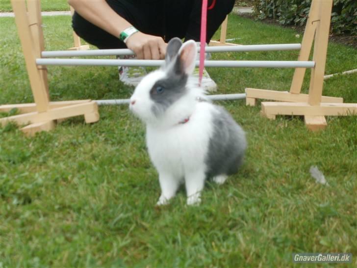 Kanin Snip |DØD:'C| billede 12