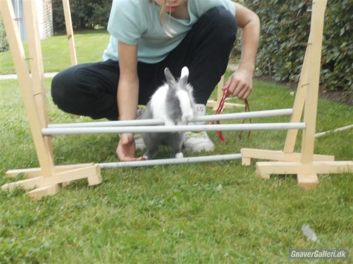 Kanin Snip |DØD:'C| billede 13