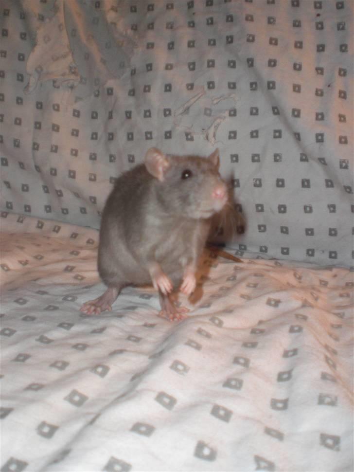 Tamrotte Altura RIP - 3/1-11. billede 12