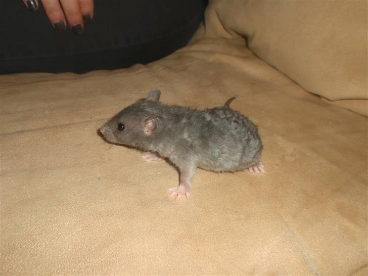 Tamrotte Altura RIP - 14/9-10. billede 2