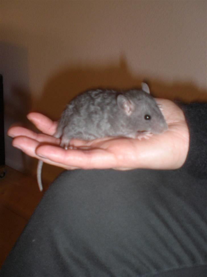 Tamrotte Altura RIP - 14/9-10. billede 3