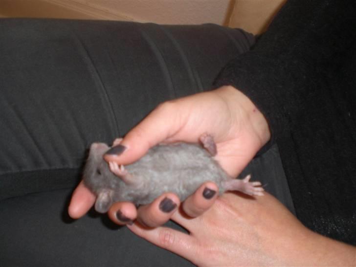 Tamrotte Altura RIP - 14/9-10. billede 4