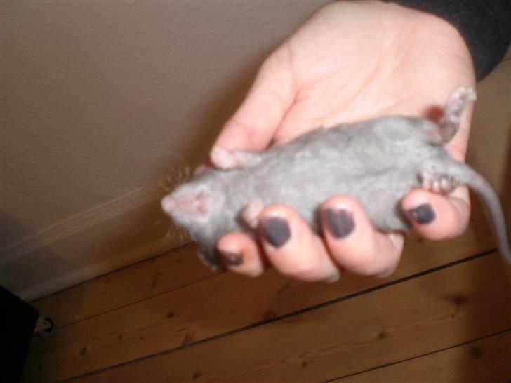 Tamrotte Altura RIP - 14/9-10. billede 5