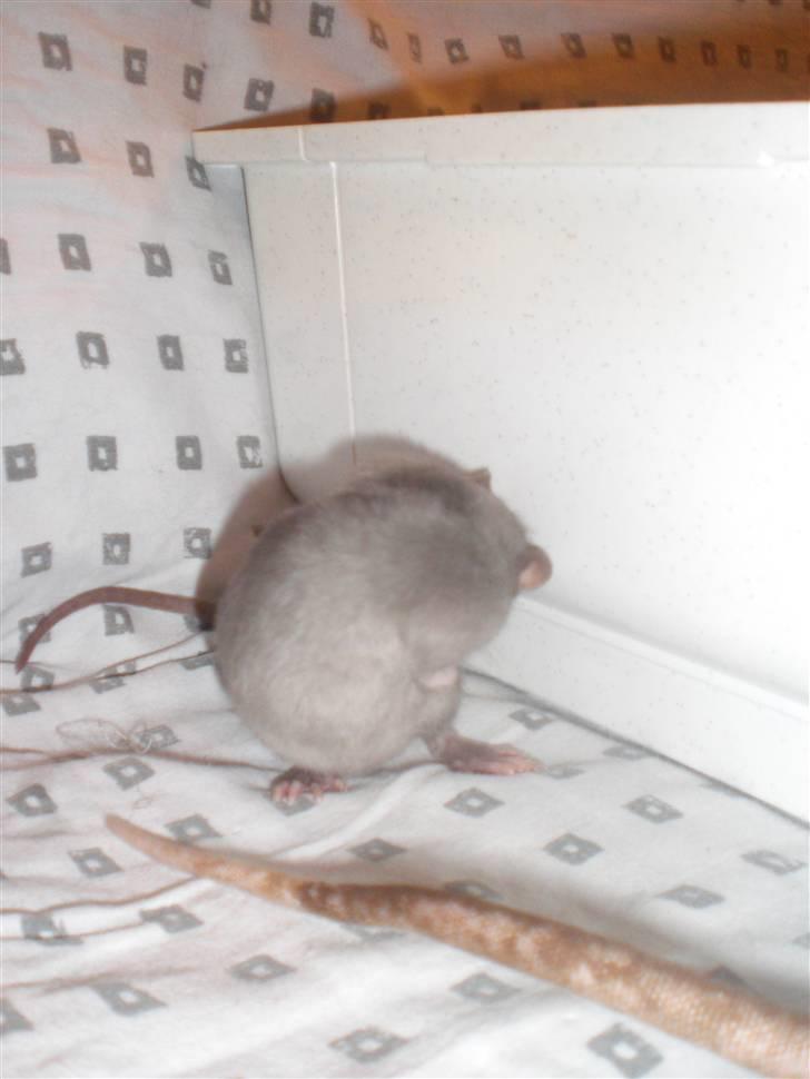 Tamrotte Altura RIP - 4/10-10. billede 6