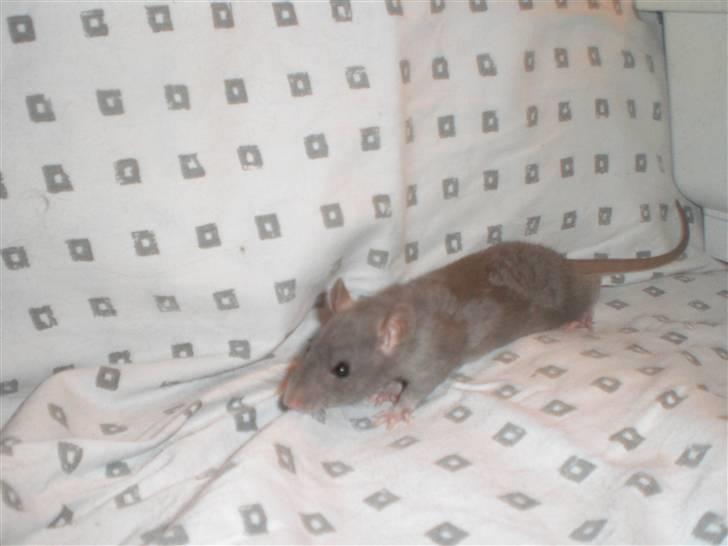 Tamrotte Altura RIP - 4/10-10. billede 7