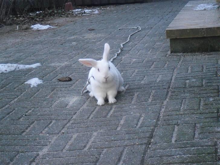 Kanin Snehvide<3 - 20* billede 15
