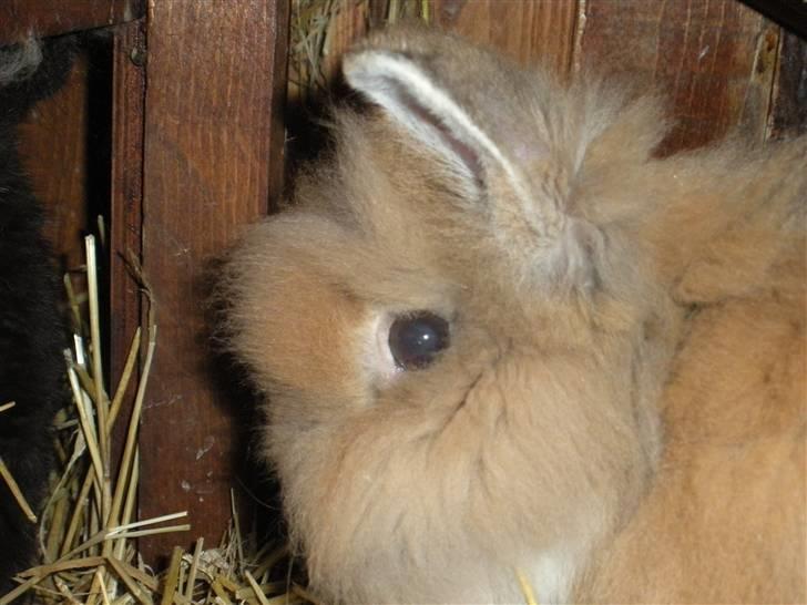 Kanin Obelix:D ( Obbe ) - Velkommen til Obbe´s profil:D billede 1