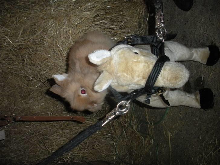 Kanin Obelix:D ( Obbe ) - Obelix´s til hest(:<3 billede 3