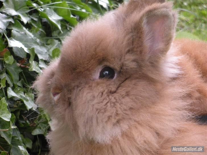 Kanin Obelix:D ( Obbe ) - Smukke<3 billede 4