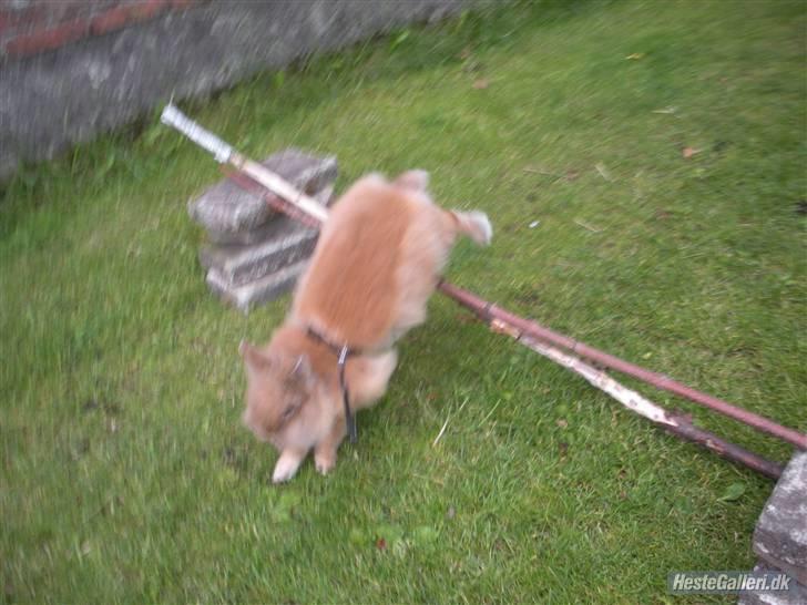 Kanin Obelix:D ( Obbe ) - - Hoppe kan den også(:<3 billede 5