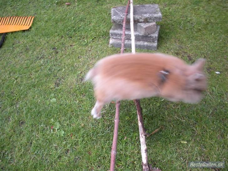 Kanin Obelix:D ( Obbe ) - Undskyld kvalitet:D billede 6