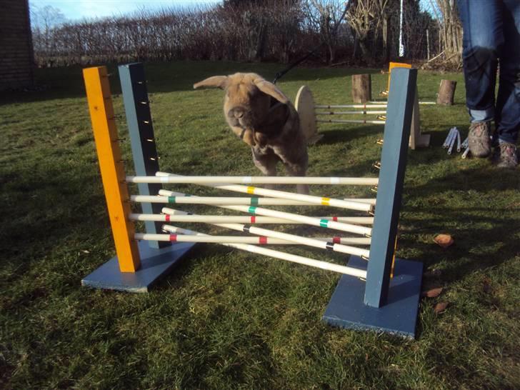 Kanin Viktor - 17# Viktor hopper hjemme hos Camilla :D <3 billede 17