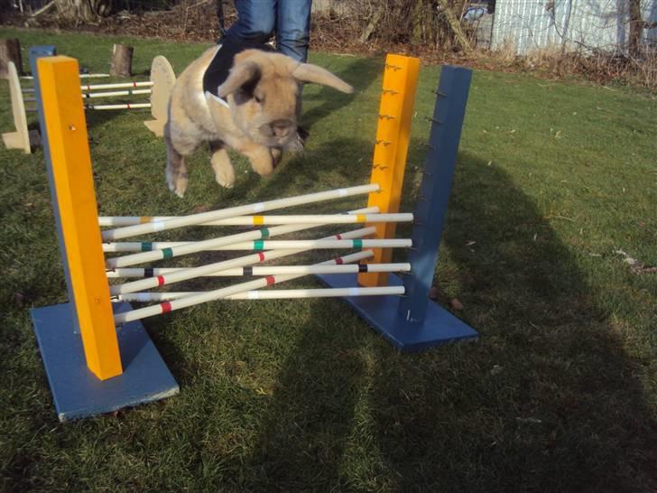 Kanin Viktor - 18# Viktor hopper hjemme hos Camilla :D <3 billede 18