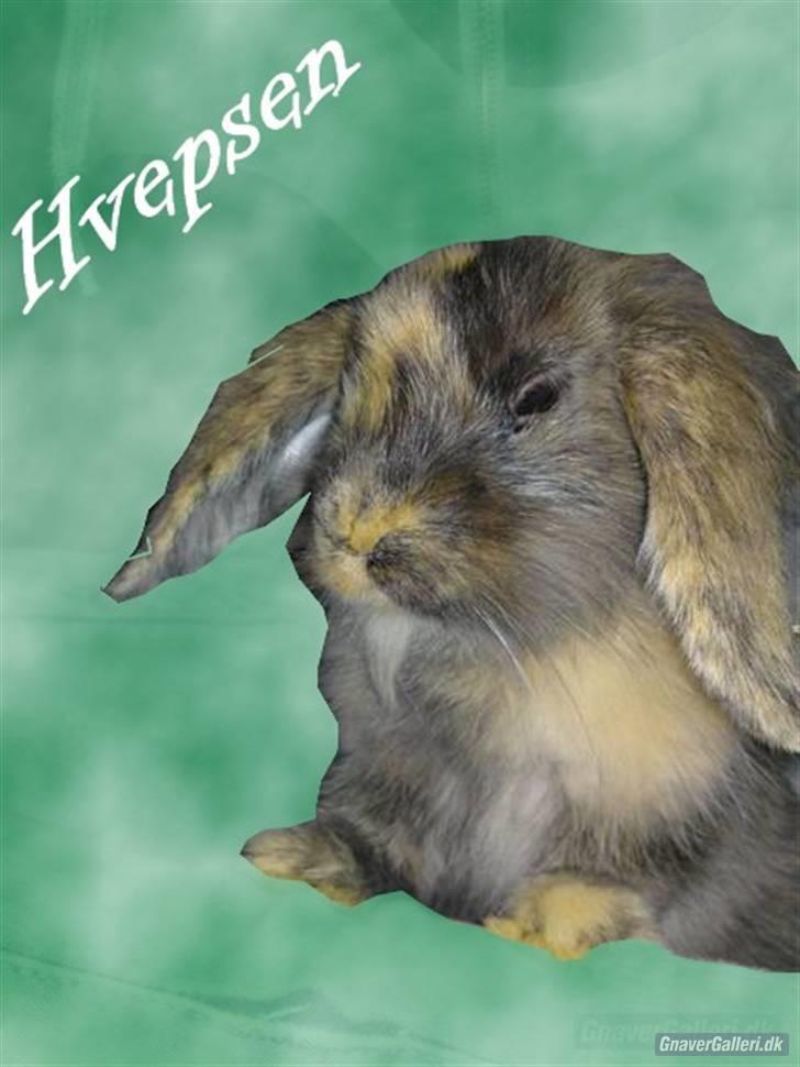 Kanin  Hvepsen † R.I.P † SAVNET billede 10