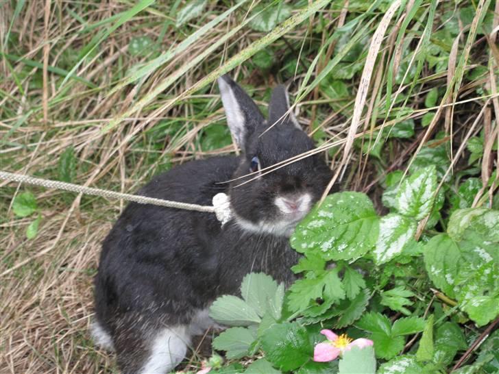 Kanin Oscar<3 billede 1