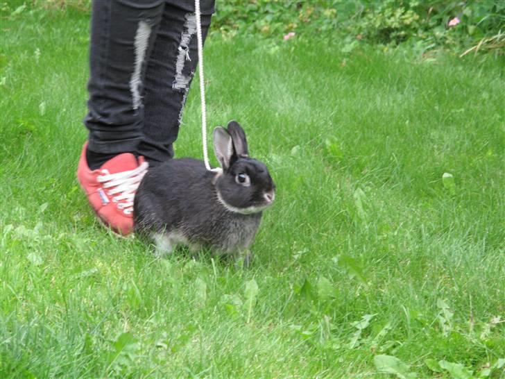 Kanin Oscar<3 billede 2